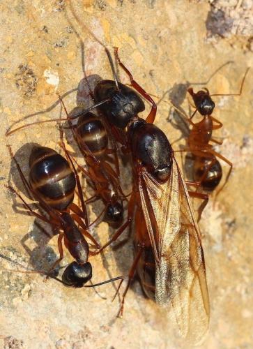 Réf. 270 101 : Camponotus sp.